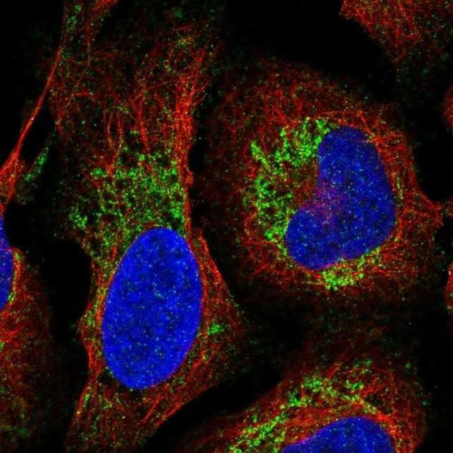 Gng12 Antibody in Immunocytochemistry (ICC/IF)