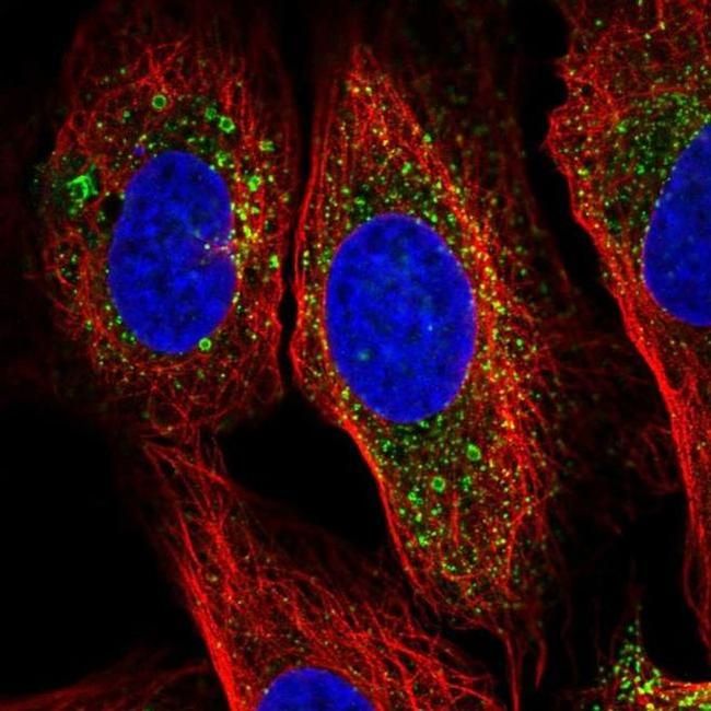 HBQ1 Antibody in Immunocytochemistry (ICC/IF)