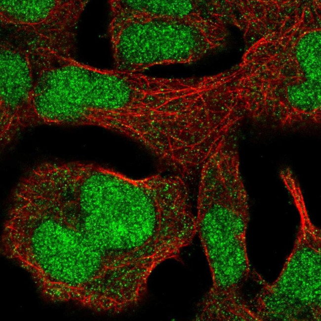 ZNF207 Antibody in Immunocytochemistry (ICC/IF)