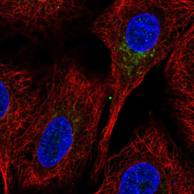 SLC35C1 Antibody in Immunocytochemistry (ICC/IF)