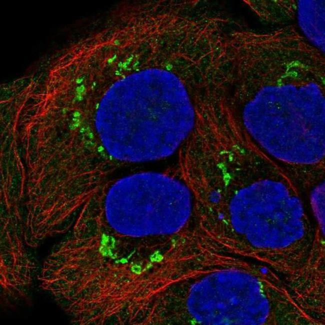 GALNT7 Antibody in Immunocytochemistry (ICC/IF)