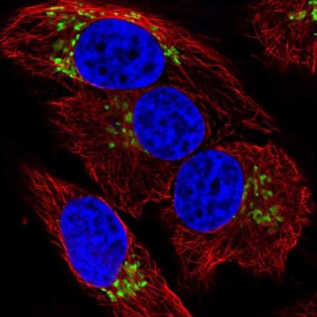 GALNT7 Antibody in Immunocytochemistry (ICC/IF)