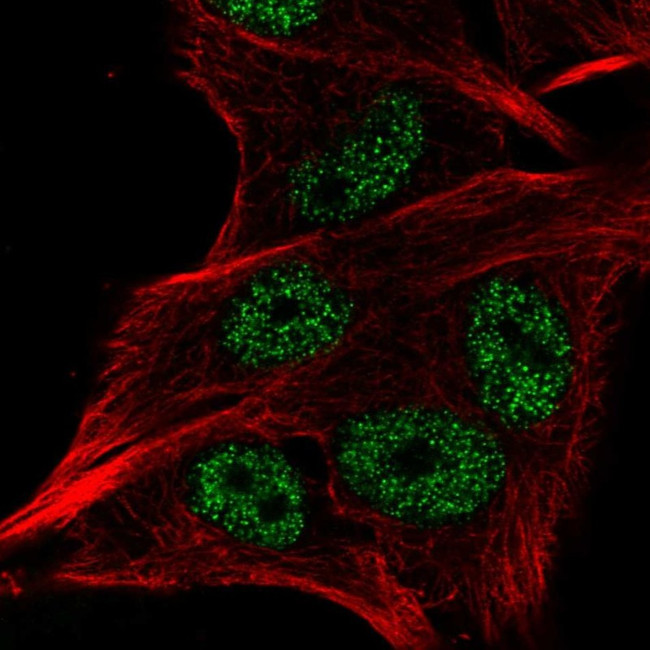 LSM2 Antibody in Immunocytochemistry (ICC/IF)