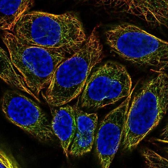 DNAH2 Antibody in Immunocytochemistry (ICC/IF)