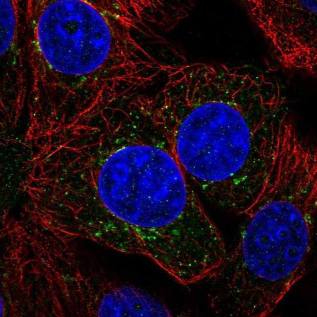 ILVBL Antibody in Immunocytochemistry (ICC/IF)