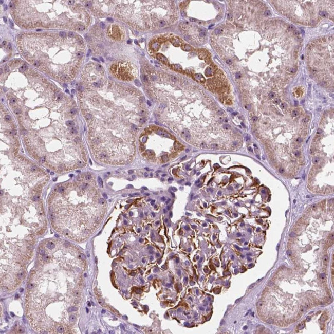 ODF3L2 Antibody in Immunohistochemistry (Paraffin) (IHC (P))