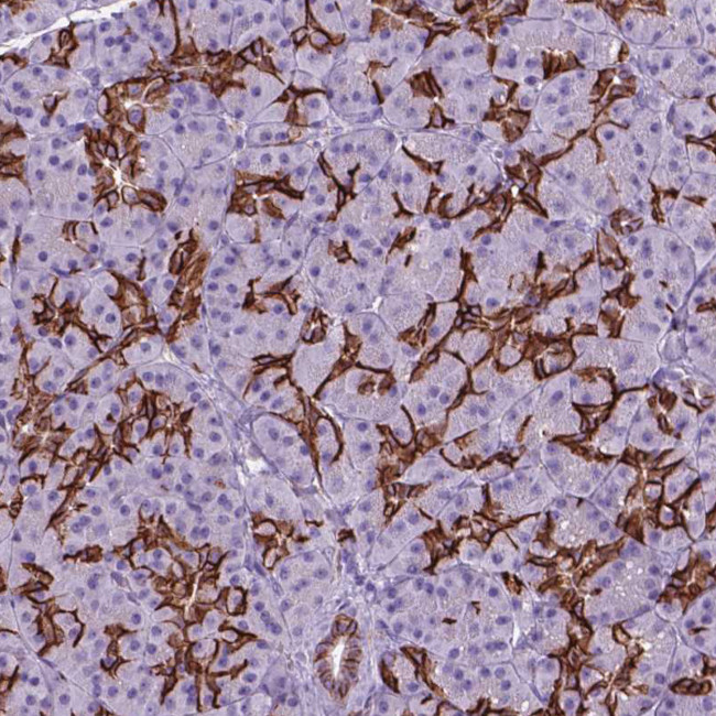 FXYD2 Antibody in Immunohistochemistry (Paraffin) (IHC (P))