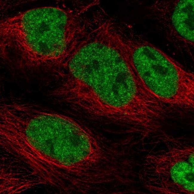 PHAX Antibody in Immunocytochemistry (ICC/IF)