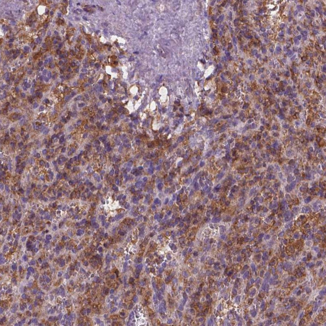 Cytohesin 4 Antibody in Immunohistochemistry (Paraffin) (IHC (P))