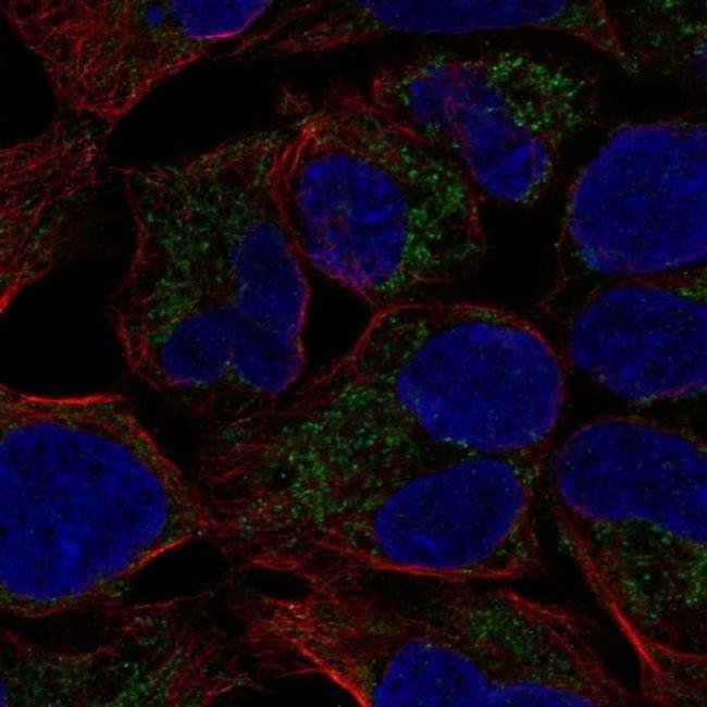 MCAT Antibody in Immunocytochemistry (ICC/IF)