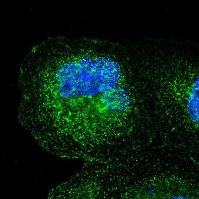 SPPL3 Antibody in Immunocytochemistry (ICC/IF)