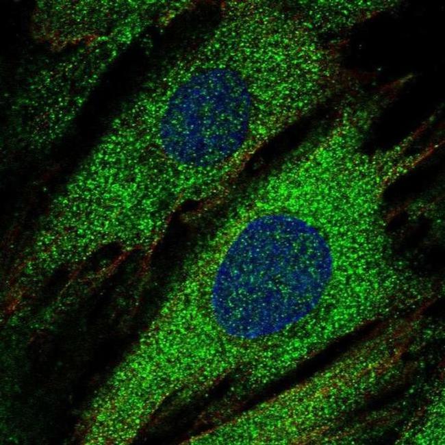 PTPRN Antibody in Immunocytochemistry (ICC/IF)