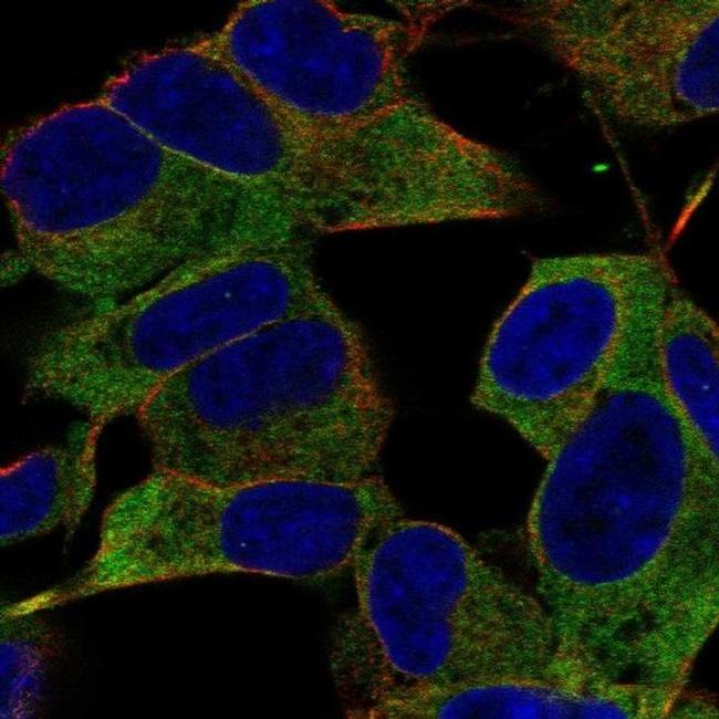 IGSF9B Antibody in Immunocytochemistry (ICC/IF)