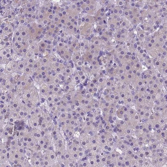 NEUROD4 Antibody in Immunohistochemistry (IHC)