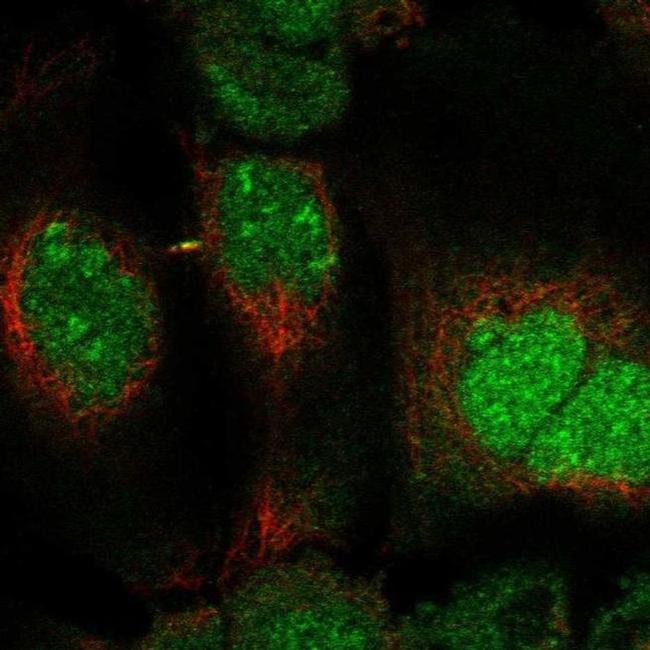 DUSP11 Antibody in Immunocytochemistry (ICC/IF)