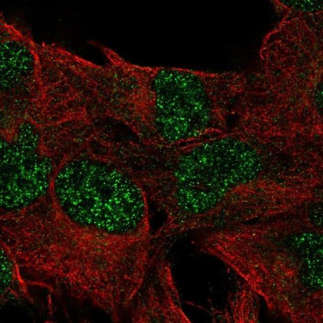 DUSP23 Antibody in Immunocytochemistry (ICC/IF)