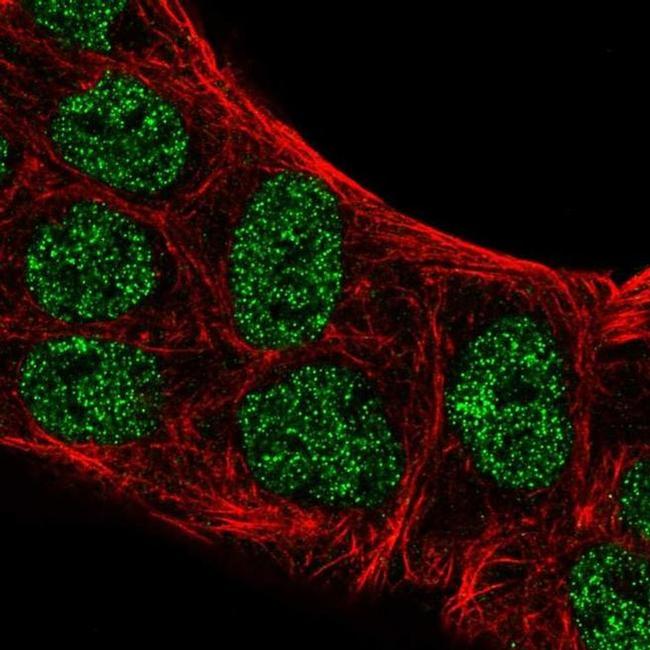 ATOH8 Antibody in Immunocytochemistry (ICC/IF)