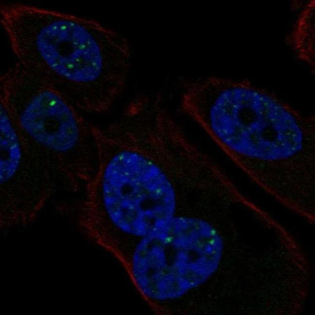 PMS1 Antibody in Immunocytochemistry (ICC/IF)