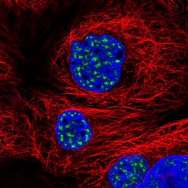 SON Antibody in Immunocytochemistry (ICC/IF)