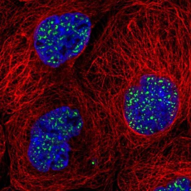 SON Antibody in Immunocytochemistry (ICC/IF)