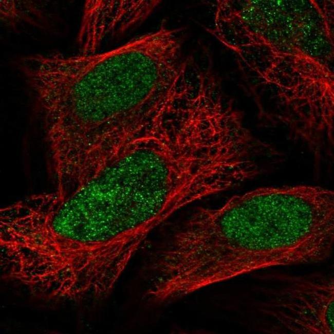 PAPOLG Antibody in Immunocytochemistry (ICC/IF)