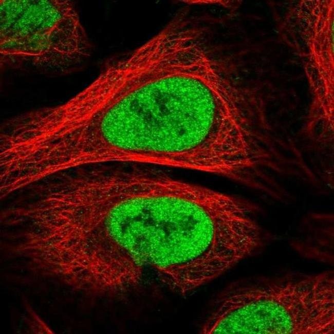 PAPOLG Antibody in Immunocytochemistry (ICC/IF)