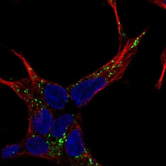 NELL2 Antibody in Immunocytochemistry (ICC/IF)