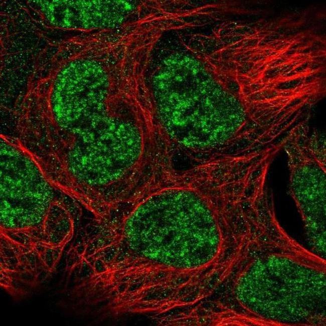 GAS1 Antibody in Immunocytochemistry (ICC/IF)