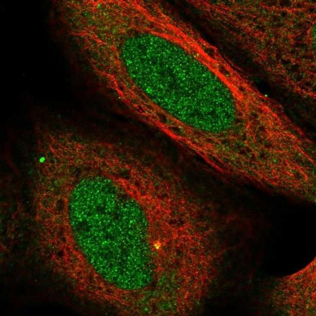 USP38 Antibody in Immunocytochemistry (ICC/IF)