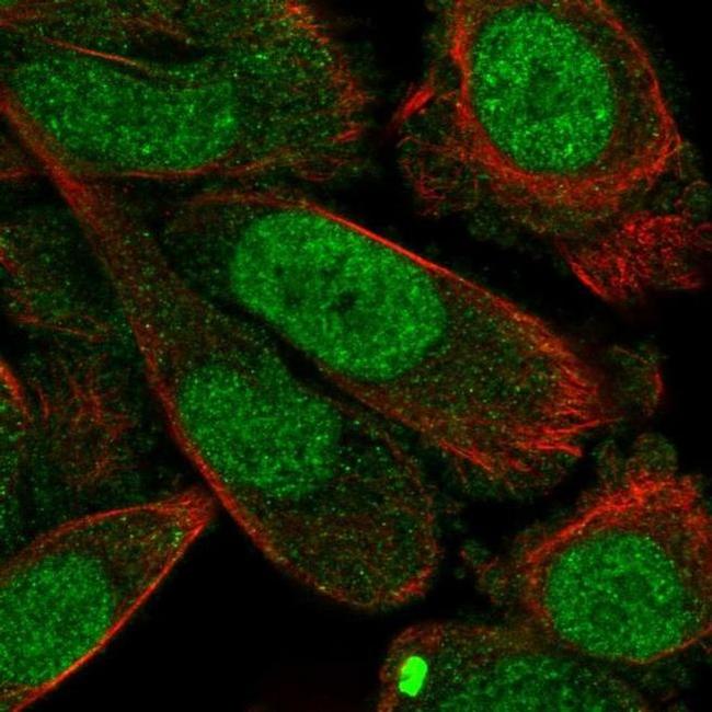 Syntaxin 2 Antibody in Immunocytochemistry (ICC/IF)