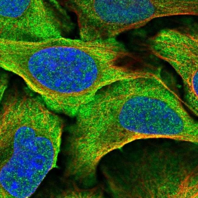 DNAJA4 Antibody in Immunocytochemistry (ICC/IF)