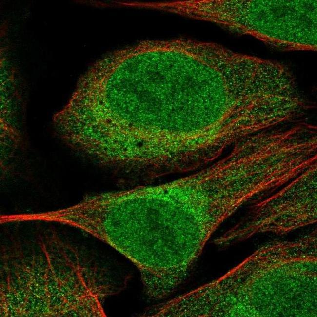 CUEDC2 Antibody in Immunocytochemistry (ICC/IF)