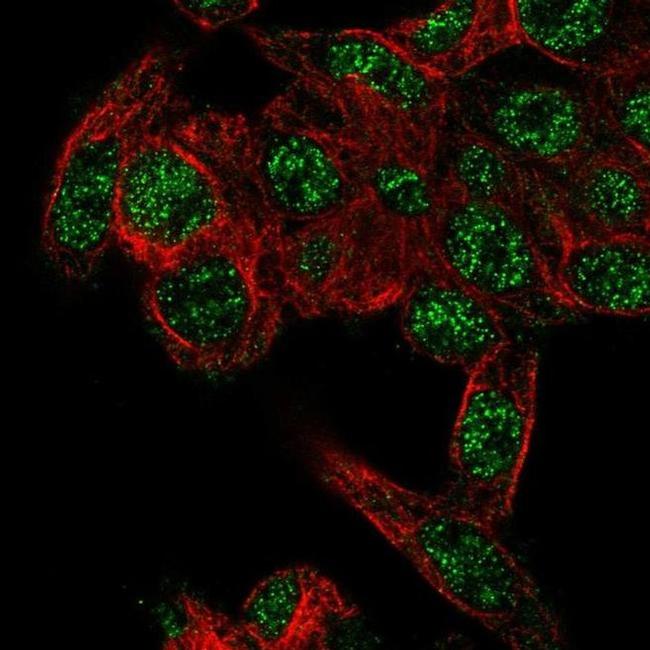 RHBG Antibody in Immunocytochemistry (ICC/IF)