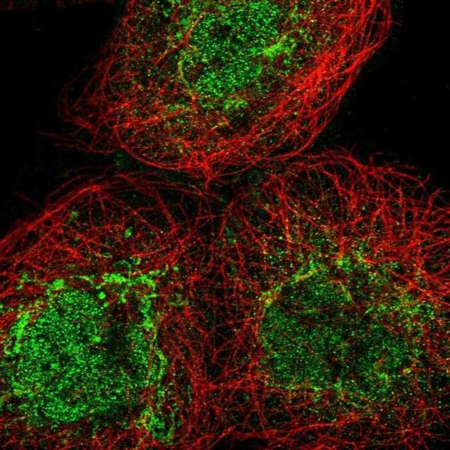 FAHD1 Antibody in Immunocytochemistry (ICC/IF)