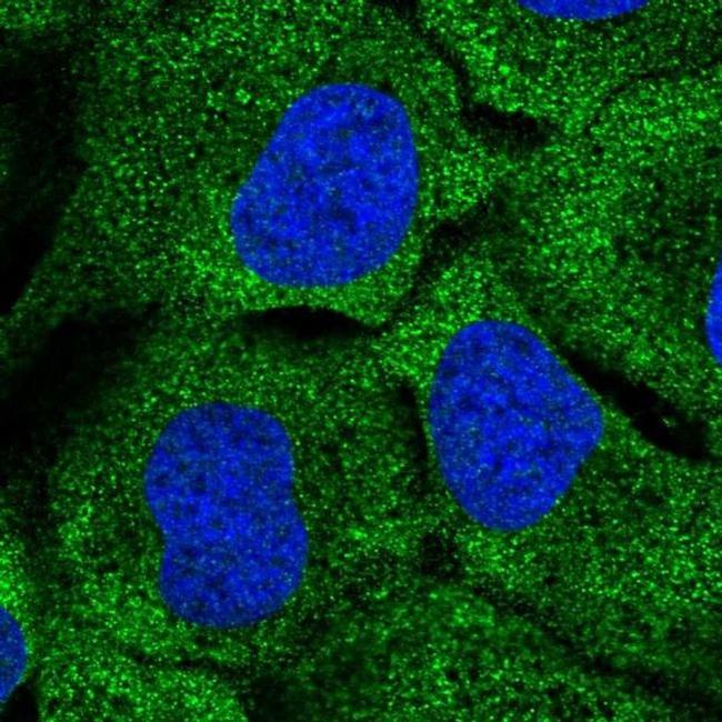 DNAH7 Antibody in Immunocytochemistry (ICC/IF)