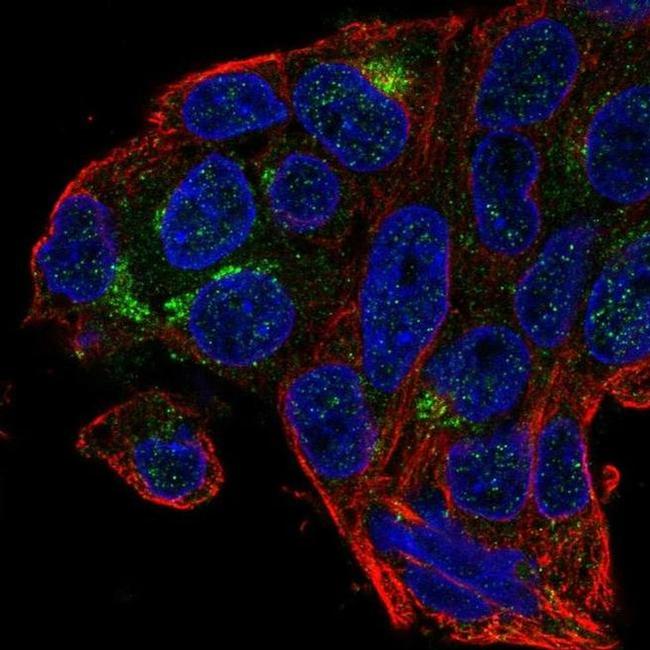 MBOAT4 Antibody in Immunocytochemistry (ICC/IF)