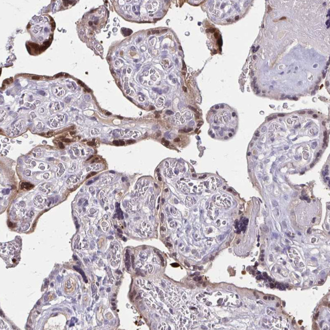 GLRX Antibody in Immunohistochemistry (Paraffin) (IHC (P))