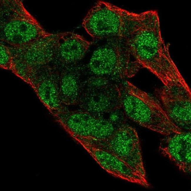 PRIM2 Antibody in Immunocytochemistry (ICC/IF)