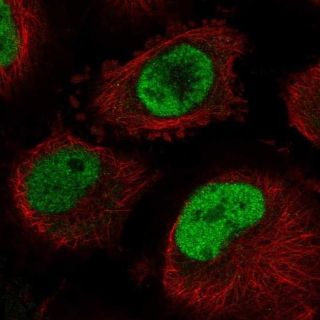 Cdc40 Antibody in Immunocytochemistry (ICC/IF)