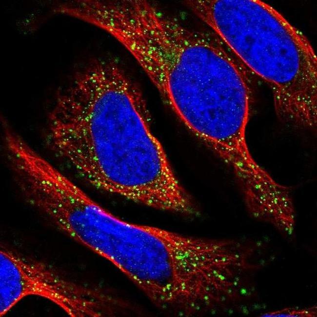 TAPT1 Antibody in Immunocytochemistry (ICC/IF)