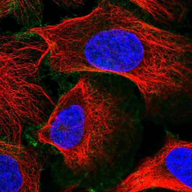 SLC30A1 Antibody in Immunocytochemistry (ICC/IF)