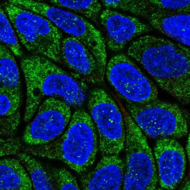 Viperin Antibody in Immunocytochemistry (ICC/IF)