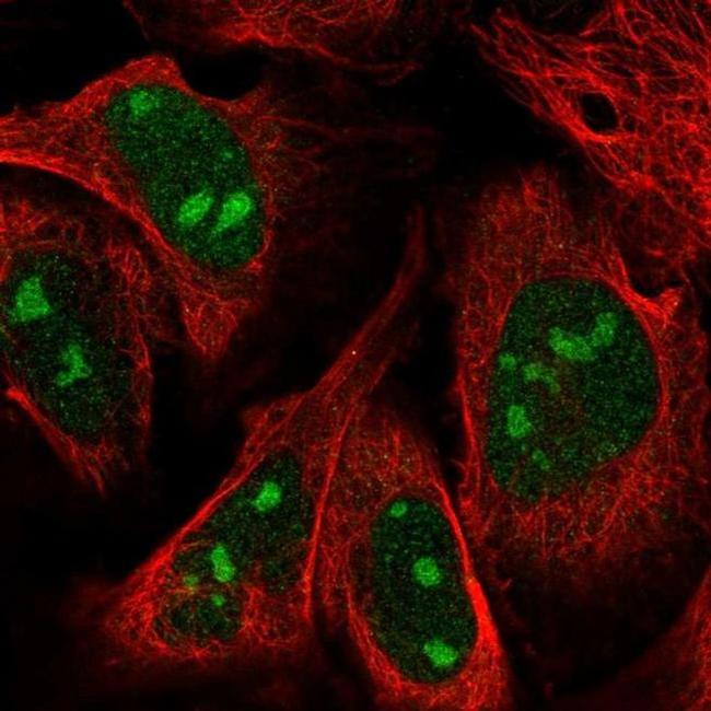 ZNF507 Antibody in Immunocytochemistry (ICC/IF)