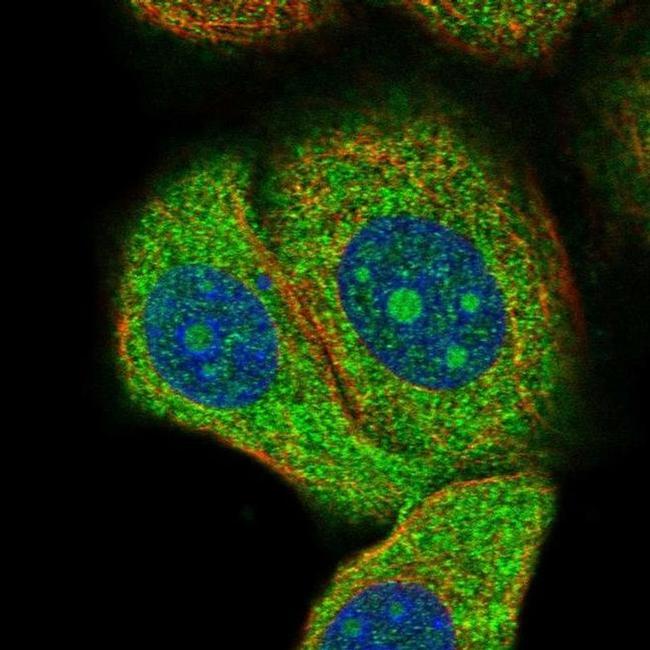 DNAJA2 Antibody in Immunocytochemistry (ICC/IF)