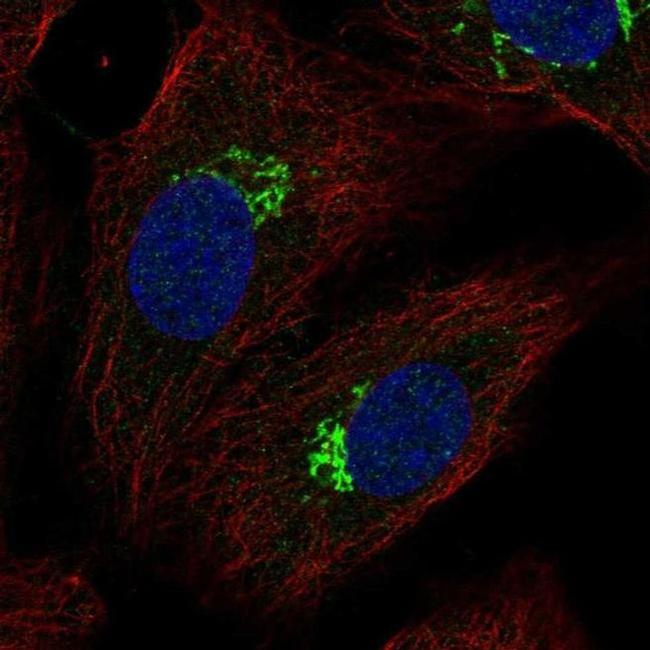 SLC17A1 Antibody in Immunocytochemistry (ICC/IF)