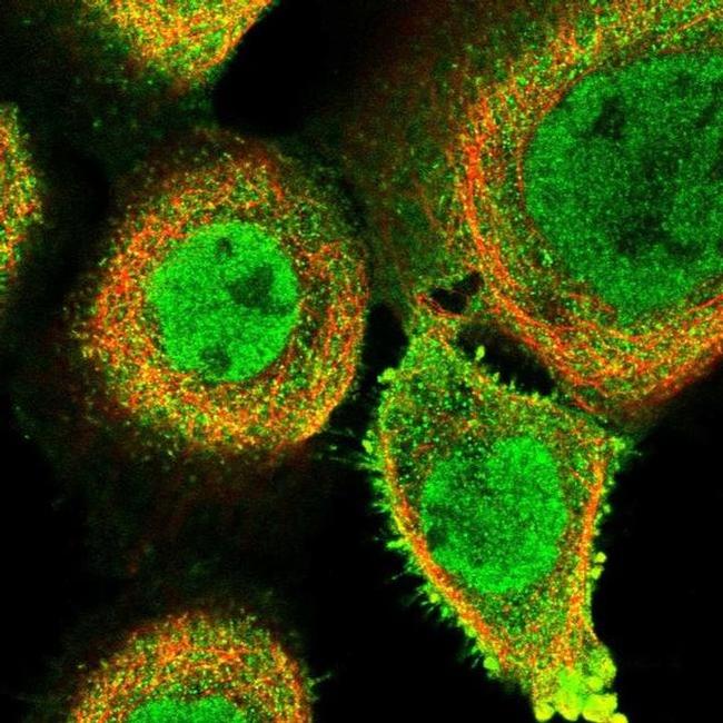 FAM189B Antibody in Immunocytochemistry (ICC/IF)