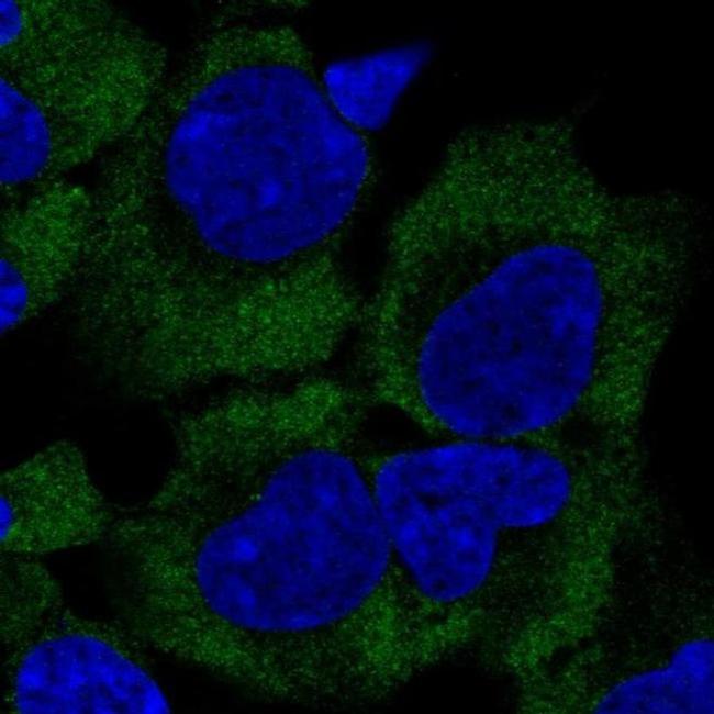 GIGYF2 Antibody in Immunocytochemistry (ICC/IF)