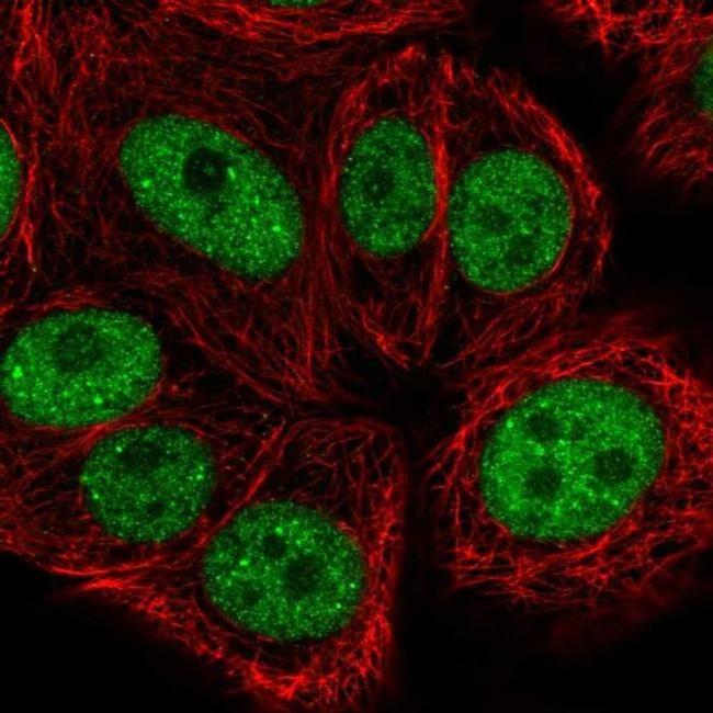 BRF1 Antibody in Immunocytochemistry (ICC/IF)