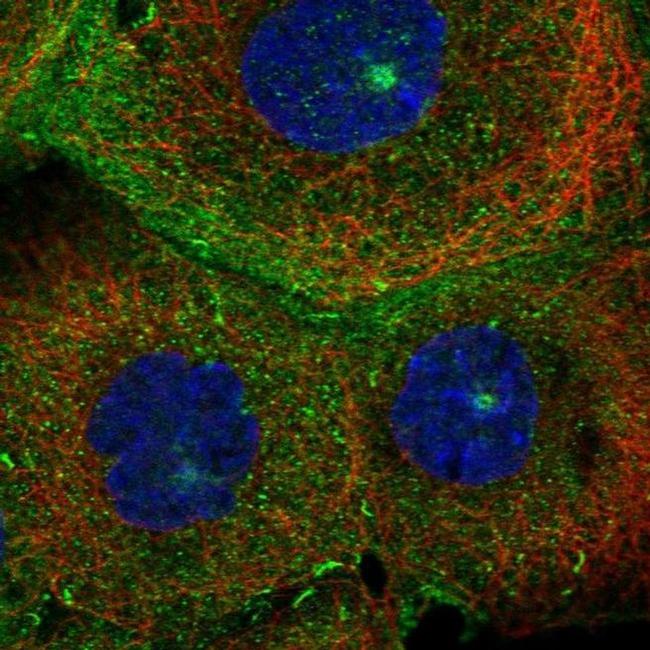 MICALL1 Antibody in Immunocytochemistry (ICC/IF)