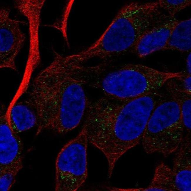 RAMP2 Antibody in Immunocytochemistry (ICC/IF)